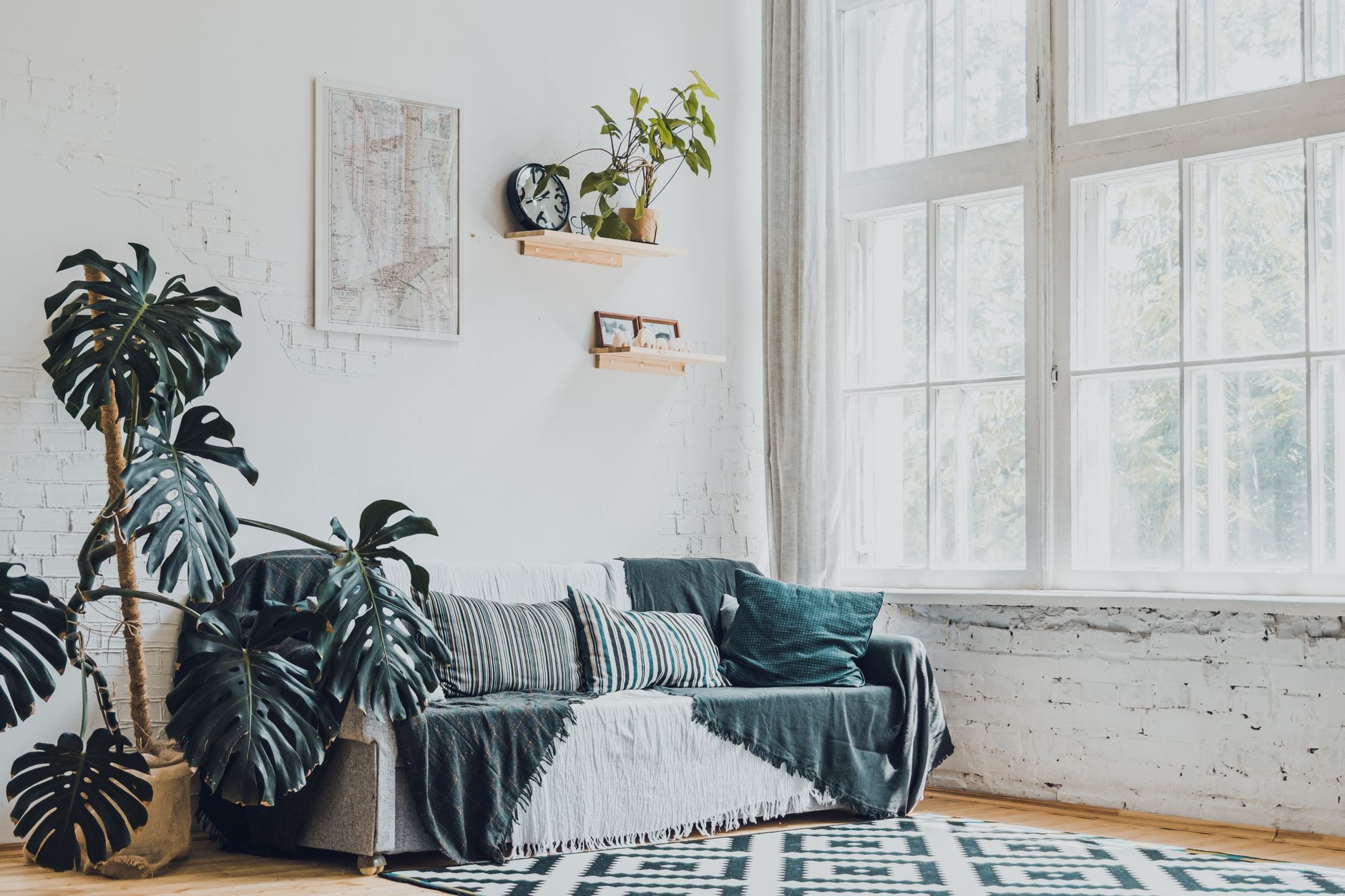 Monstera deliciosa ve světlém interiéru bytu