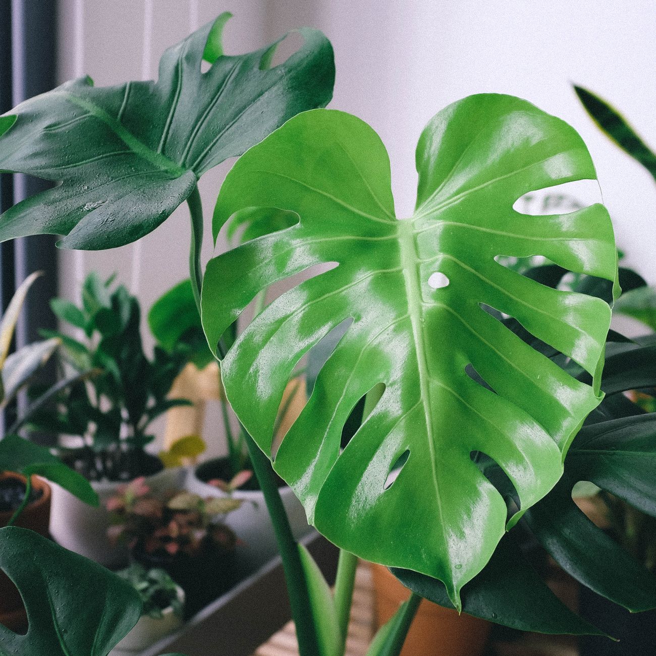 Monstera deliciosa — Tropické · velké