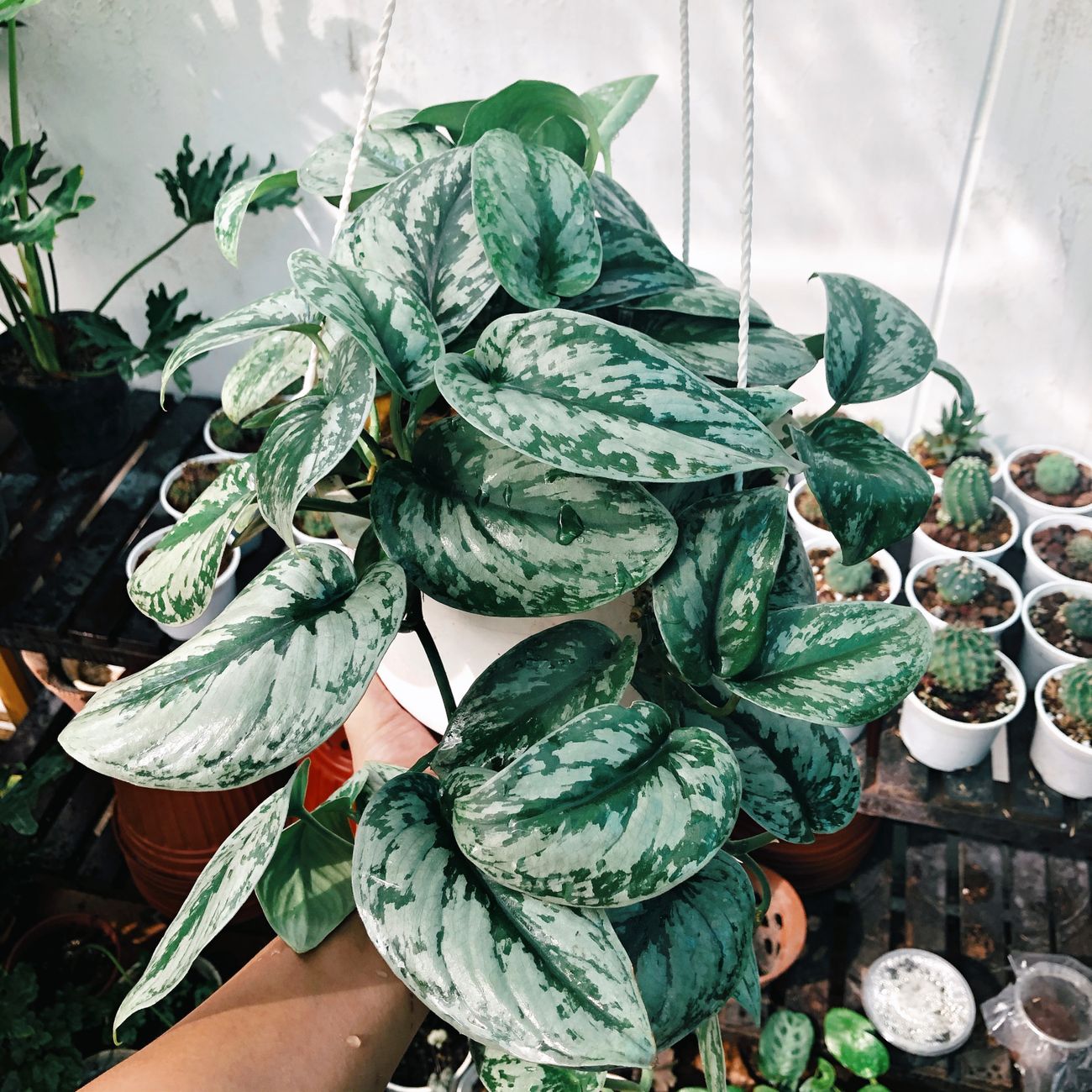 Potos Marble Queen — Převislé · nenáročné