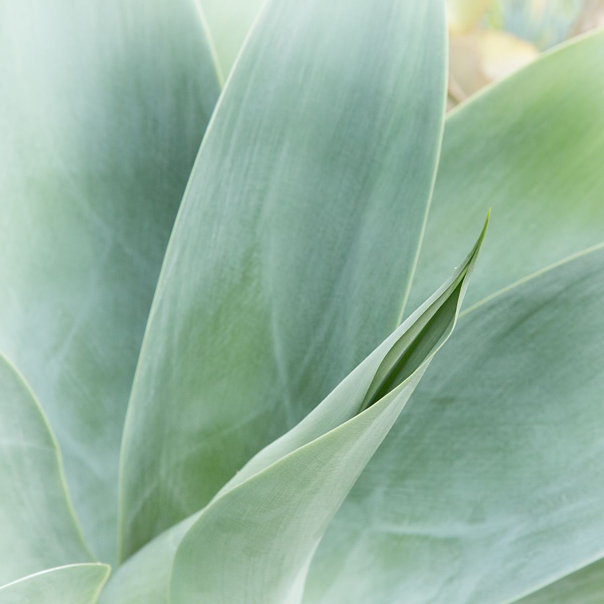 Sansevieria Zeylanica — Nenáročné · sucho